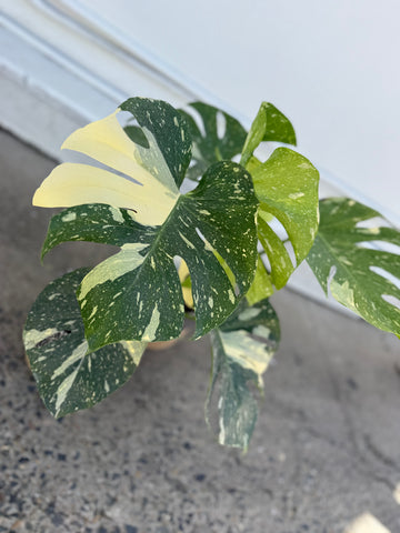 Thai Constellation - Monstera