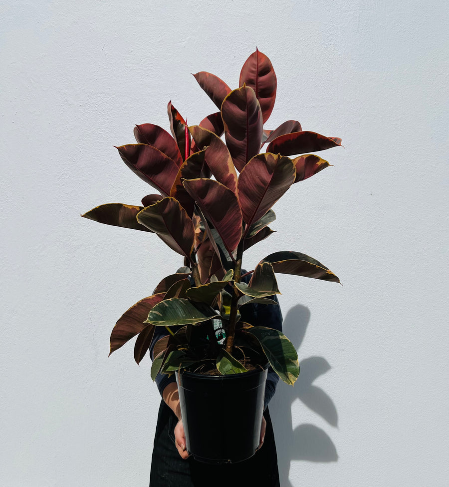 Ruby Ficus Node Ficus Ruby – botanic republic